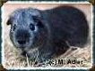 Glitter v. Lipperland, Glatt Satin, Silber-Agouti - 35 KB