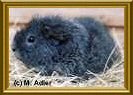 Silver Star v. Adh., Rex, Silber-Agouti - 54 KB