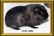 Tekaneva, Englisch Crested, Solid Silber-Agouti - 42 KB