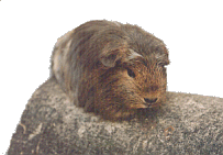 Prinze� v. Lipperland, Coronet, Gold-Agouti (Rot-Wei�)