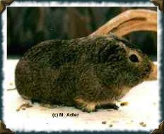 M�uschen, Glatt-Mix, Grau-Agouti  - 11 KB