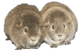2 Cinnamon-Agouti-Rexe von S. Wirtz-Eder  -  48 KB