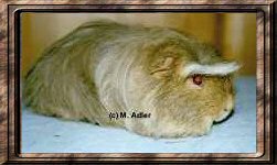 Coronet v. Lipperland, Creme-Agouti-Wei� - 34 KB