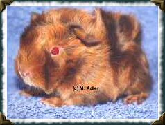 v. Lipperland, Satin Peruaner in Salm-Agouti - 47 KB