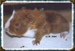 v. Lipperland, Angora, Salm-Agouti-Wei� - 41 KB