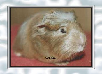 Promise v. Lipperland, Coronet, Orange-Agouti - 32 KB