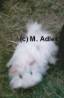 Mannja v. Adh., Angora, Wei� d.e. - 16 KB