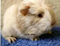 Coronet-Baby v. Lipperland, Weiß-Beige - 28 KB