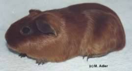 Glatthaar Rot - 52 KB