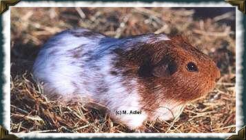 Bommel vom Adlerhorst, Dalmatiner Gold-Agouti ohne Blesse