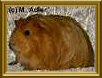 Ashantii v. Adlerhorst, Sheltie, Rot - 19 KB