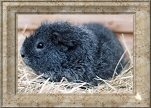 Silver Star v. Adlerhorst, Rex, Silber-Agouti - 54 KB
