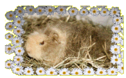 Mikosch v. Lipperland, Merino, Creme-Agouti-Creme - 34 KB