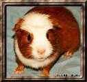 Englisch Crested in Rot-Wei� (nicht anerkannt) - 34 KB