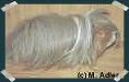 Peruaner, Salm-Agouti-Wei� - 22 KB