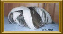 El Shadan v. Lipperland, Angora Silber-Agouti-Wei� - 66 KB