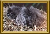 Robby v. Adlerhorst, Alpaca, Silber-Agouti-Wei� - 25 KB