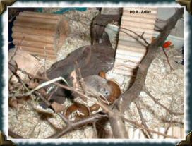 Hamster-Mama  Bonny - 30 KB