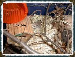 Mama Bonny kommt aus dem Nest - 28 KB