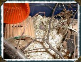 Hamster-Babys - 36 KB